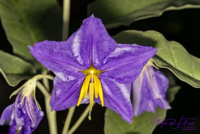 Western Horse Nettle July 2025